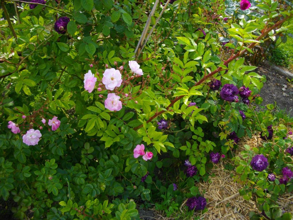 Au Bois Dormant Bed & Breakfast Huby-Saint-Leu Bagian luar foto